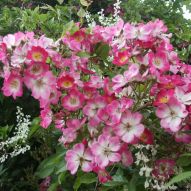 Gartenbild 1